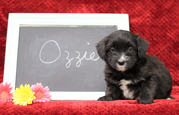 Cockapoo Mix For Sale Millersburg, OH Female- Ozzie