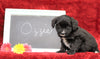 Cockapoo Mix For Sale Millersburg, OH Female- Ozzie