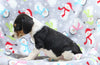 Beagle Mix For Sale Millersburg, OH Female- Cory