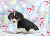Beagle Mix For Sale Millersburg, OH Female- Cory
