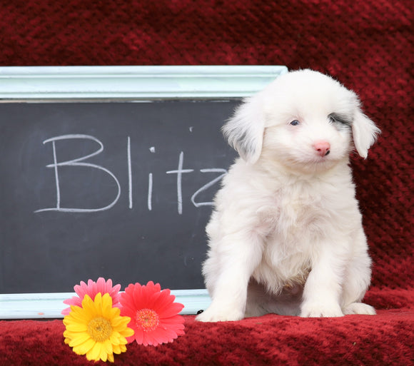 Cockapoo Mix For Sale Millersburg, OH Male- Blitz
