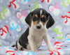 Beagle Mix For Sale Millersburg, OH Female- Holly
