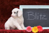 Cockapoo Mix For Sale Millersburg, OH Male- Blitz