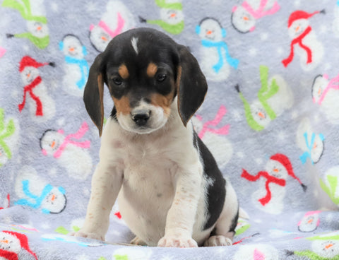 Beagle Mix For Sale Millersburg, OH Male- Leo