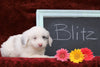 Cockapoo Mix For Sale Millersburg, OH Male- Blitz