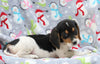 Beagle Mix For Sale Millersburg, OH Male- Leo