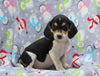 Beagle Mix For Sale Millersburg, OH Male- Eclipse