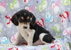 Beagle Mix For Sale Millersburg, OH Male- Eclipse