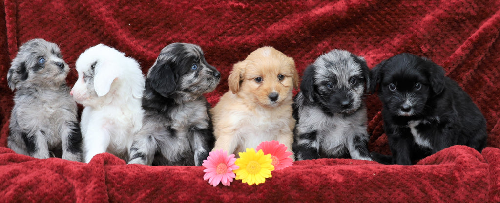 Cockapoo Mix For Sale Millersburg, OH Female- Ozzie – AC Puppies LLC