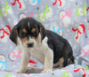 Beagle Mix For Sale Millersburg, OH Male- Champ