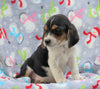 Beagle Mix For Sale Millersburg, OH Male- Champ