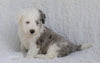 Mini Sheepadoodle For Sale Holmesville, OH Male- Laker