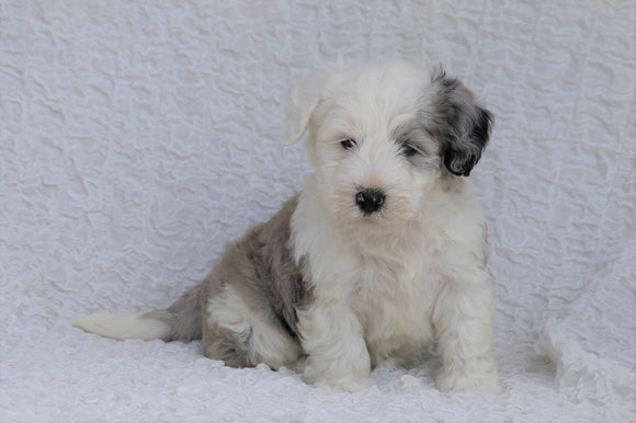 Mini Sheepadoodle For Sale Holmesville, OH Male- Laker