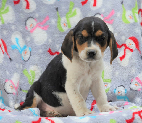 Beagle Mix For Sale Millersburg, OH Male- Champ