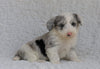 Mini Sheepdoodle For Sale Holmesville, OH Female- Autumn