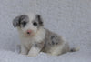 Mini Sheepdoodle For Sale Holmesville, OH Female- Autumn