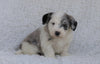 Mini Sheepadoodle For Sale Holmesville, OH Male- River
