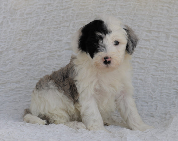 Mini Sheepadoodle For Sale Holmesville, OH Male- Venture