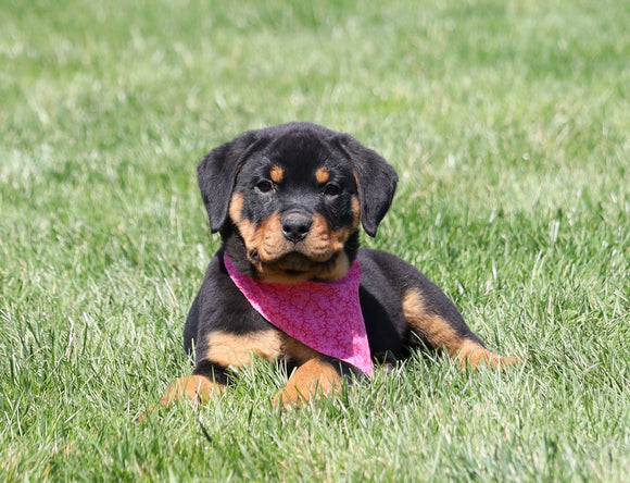 AKC Registered Rottweiler For Sale Sugarcreek, OH Female- Daisy