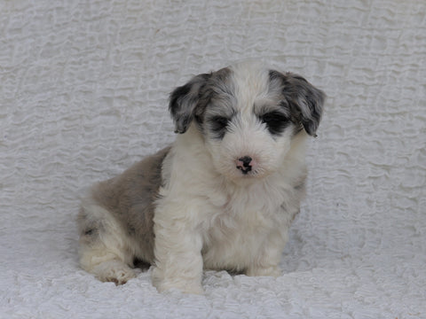 Mini Sheepadoodle For Sale Holmesville, OH Male- Milo