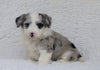 Mini Sheepadoodle For Sale Holmesville, OH Male- Milo