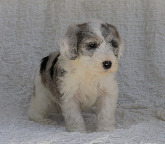 Mini Sheepadoodle For Sale Holmesville, OH Female- Willow