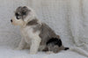 Mini Sheepadoodle For Sale Holmesville, OH Female- Willow