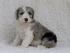 Mini Sheepadoodle For Sale Holmesville, OH Female- Willow