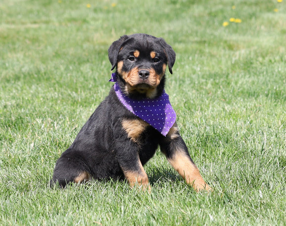 AKC Registered Rottweiler For Sale Sugarcreek, OH Female- Roxy