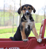 German Shepherd Mix For Sale Sugarcreek, OH Female- Lola