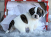 English Bulldog/ Puggle For Sale Sugarcreek, OH Female- Charity