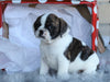 English Bulldog/ Puggle For Sale Sugarcreek, OH Female- Charity