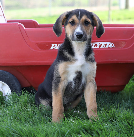 German Shepherd Mix For Sale Sugarcreek, OH Female- Lola