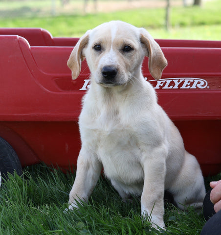 German Shepherd Mix For Sale Sugarcreek, OH Female- Sofie