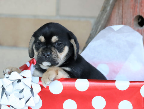 English Bulldog/ Puggle For Sale Sugarcreek, OH Female- Lacey