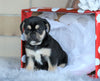 English Bulldog/ Puggle For Sale Sugarcreek, OH Female- Lacey