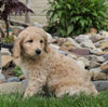 F1B Standard Labradoodle For Sale Millersburg, OH Female- Candy