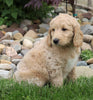 F1B Standard Labradoodle For Sale Millersburg, OH Female- Candy