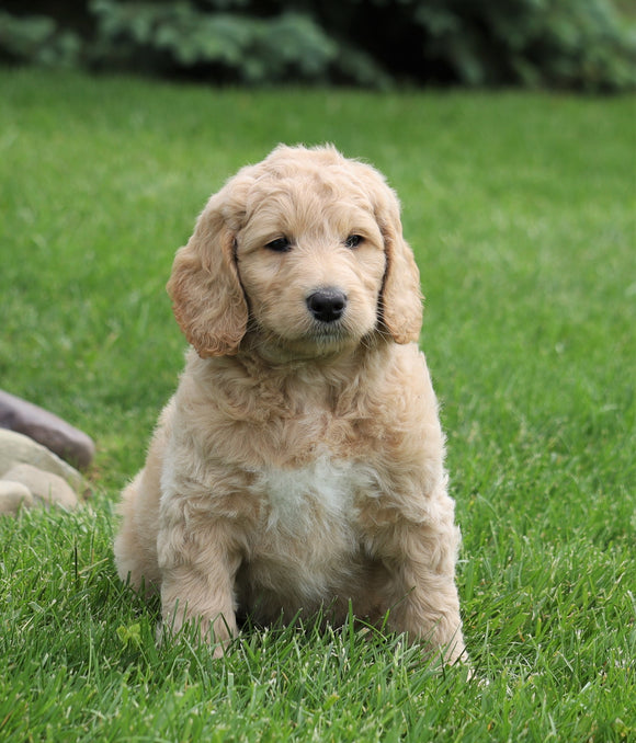 F1B Standard Labradoodle For Sale Millersburg, OH Female- Candy