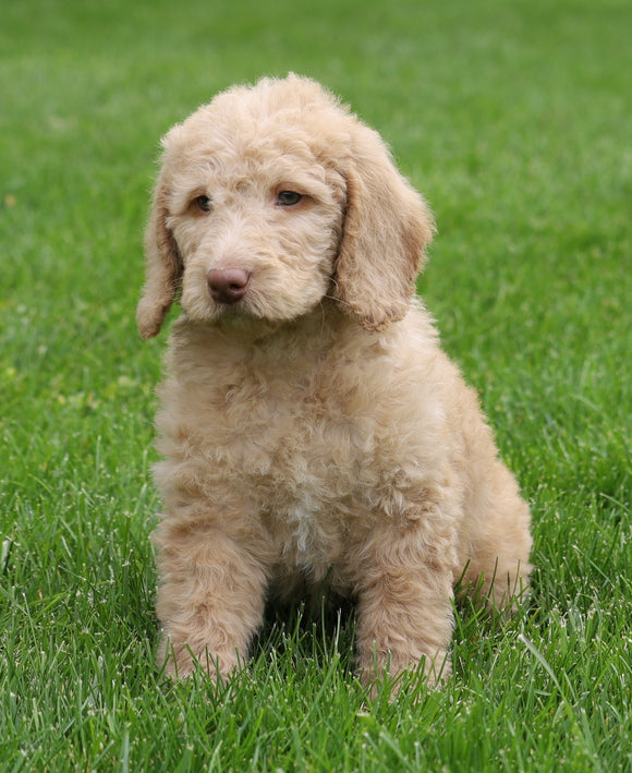 F1B Standard Labradoodle For Sale Millersburg, OH Female- Cali