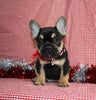 AKC Registered French Bulldog For Sale Danville OH Male-Vasko CHRISTMAS SPECIAL