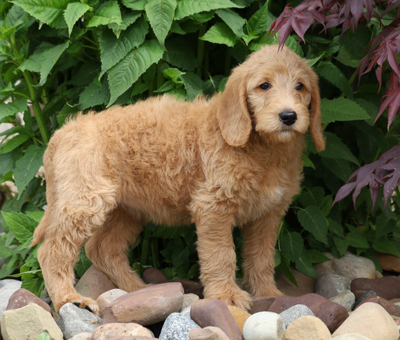 F1B Standard Labradoodle For Sale Millersburg, OH Female- Cheyenne