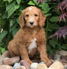 F1B Standard Labradoodle For Sale Millersburg, OH Male- Clifford