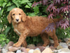 F1B Standard Labradoodle For Sale Millersburg, OH Male- Clifford