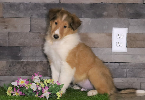 Collie For Sale Fredericksburg, OH Male- Toby