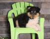 AKC Registered Collie For Sale Fredericksburg, OH Female- Tiny