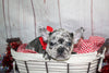 AKC Registered French Bulldog For Sale Danville OH Male-Visto CHRISTMAS SPECIAL