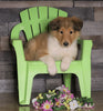 AKC Registered Collie For Sale Fredericksburg, OH Male- Tommy
