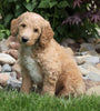 F1B Standard Labradoodle For Sale Millersburg, OH Male- Coby