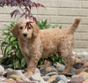 F1B Standard Labradoodle For Sale Millersburg, OH Male- Coby